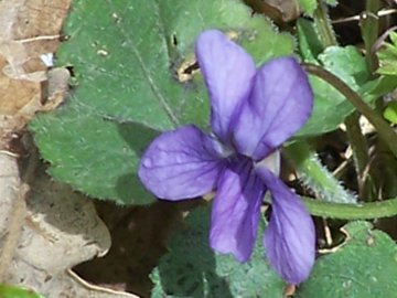Viole dell''Etna - Viola alba subsp. dehnhardtii